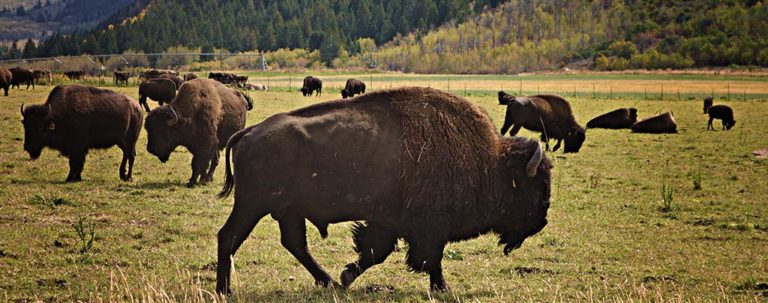 FAQ | Buffalo Run Ranch